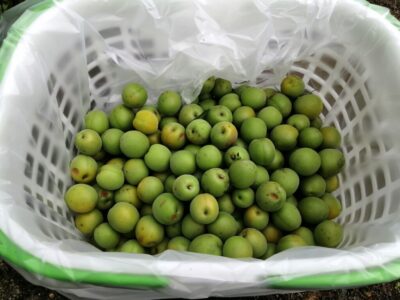 梅の実の収穫作業