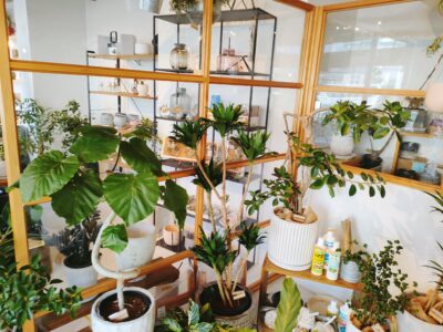 西区三篠町にある観葉植物専門店「foglia(フォーリア)」