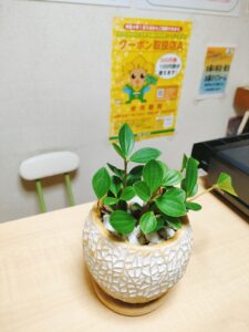 西区三篠町にある観葉植物専門店「foglia(フォーリア)」