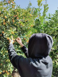 金柑を収穫する娘