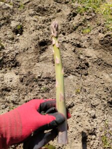 今季初収穫のアスパラガス