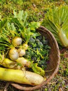 本日収穫した野菜