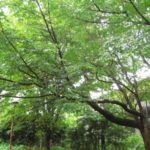 このブログで鍼灸院開業をつづります