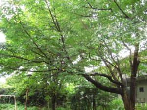 このブログで鍼灸院開業をつづります