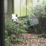 上野動物園再訪