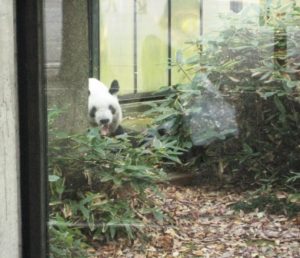 上野動物園再訪