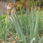 ブッシュウォーク