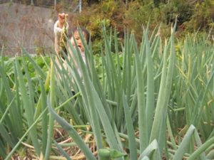 ブッシュウォーク