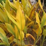 これ何だか分かる？酒飲みの必須アイテム