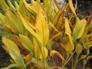 これ何だか分かる？酒飲みの必須アイテム