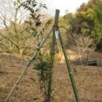 地に根を張って