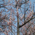 枝豆栽培に挑戦中