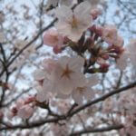 鍼灸で色黒は治せません