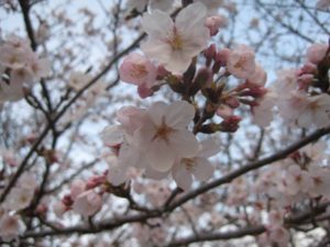 鍼灸で色黒は治せません