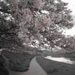 デジカメの機能を眠らせるな！瀬野川河川敷で撮影会