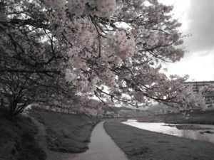 デジカメの機能を眠らせるな！瀬野川河川敷で撮影会