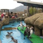 ペンギン☆ペンギン