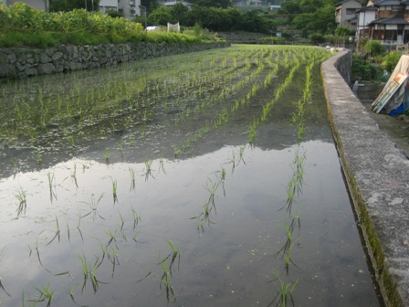 田植え