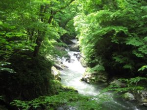 1泊2日で帝釈峡に森林浴、本当に緑が綺麗でした
