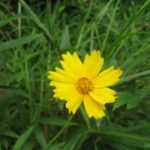 オリンピック始まる